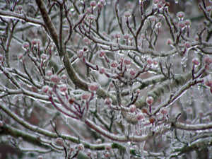 frozen dogwood