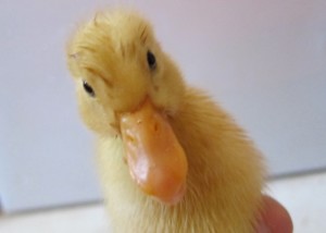 duck 3