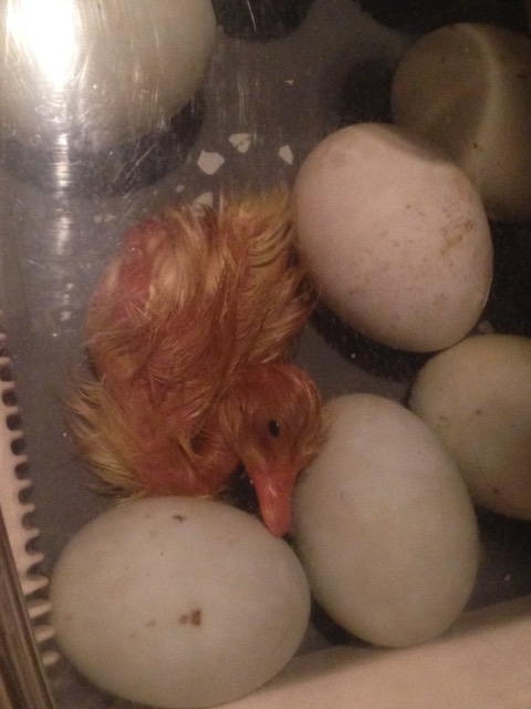 This goose just hatched and is still in the incubator.