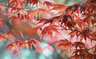 Preserving Autumn Leaves